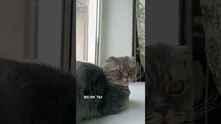 Боня Плохого Не Посоветует 😀 #Cat #Tiktok #Ржачныевидео #Shortscats #Смех #Приколы #Юмор #Кошка#Кот