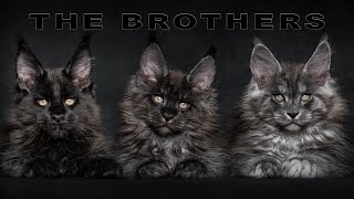 The Maine Coon Trio | Adorable 2.5 Month Old Brothers!