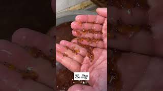 Alabalik Üreti̇m Evreleri̇