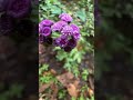 Ageratum flower 💜 #flowershorts #nature #love #shorts #viral #viralmusic