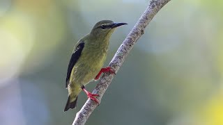 White Wagtail, Red-legged Honeycreepers, and Variegated Flycatcher! by Cherokee Outdoor Productions 761 views 1 year ago 6 minutes, 15 seconds