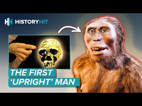 Video: Var homo erectus bipedal?