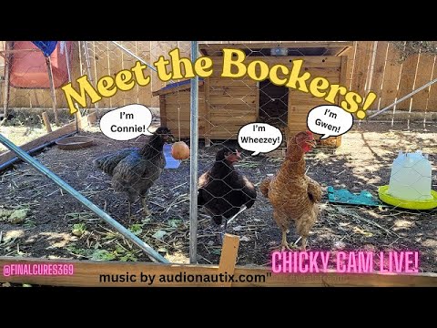 Meet The Bockers by Day - Possum Crew by Night possum livecam possumcam livestream chickencoop by FinalCures