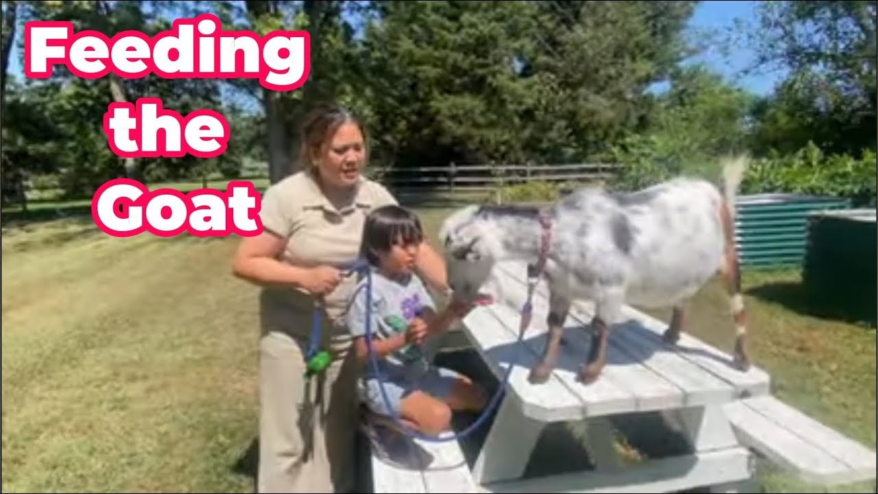 Tita Vicky's Backyard Farm / Asbury NJ