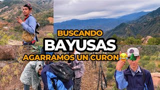 Fuimos a BUSCAR BAYUSAS al CERRO🌲agarramos un CURON😂2/2