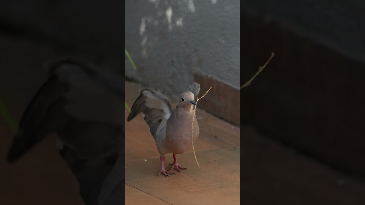 Avoante levando material para construir o ninho 🕊️
