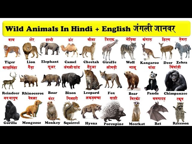 Animals and their Young Ones | Baby Animals Names in English and Hindi With  Pictures, Sound - YouTube