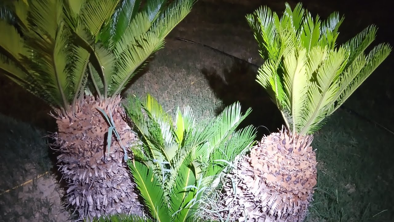 Sago Palm Tree Pup Bulbs - Hopefully these will grow after ...