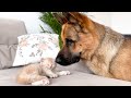 German Shepherd Wakes Up Tiny Kitten in the Cutest Way!