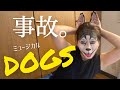 「CATS」があるなら「DOGS」もありえる...と思った私が馬鹿だった【MakeUp】