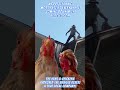 #BlackRoofStreaks ChickensAreWatching 🐔 #homeownersdotheranking