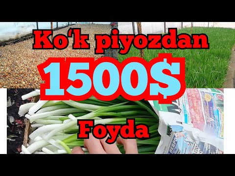 Video: Ko'k Piyoz