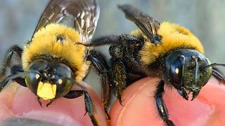 I Caught Eastern Carpenter Bees To Learn How They Really Live