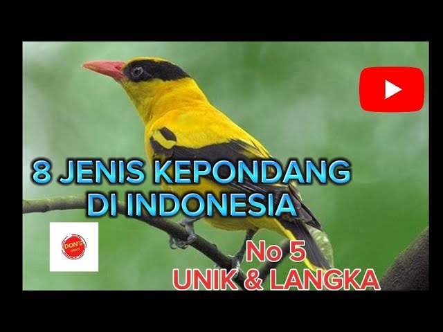 ADA 8 JENIS BURUNG KEPONDANG DI INDONESIA, ADA YANG UNIK DAN LANGKA class=