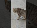 cat meowing || kedi videoları || قطط #catshorts #catvideos #catvideo #animals #mycat #cat #cats #قطط