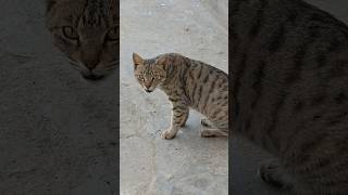 cat meowing || kedi videoları || قطط #catshorts #catvideos #catvideo #animals #mycat #cat #cats #قطط
