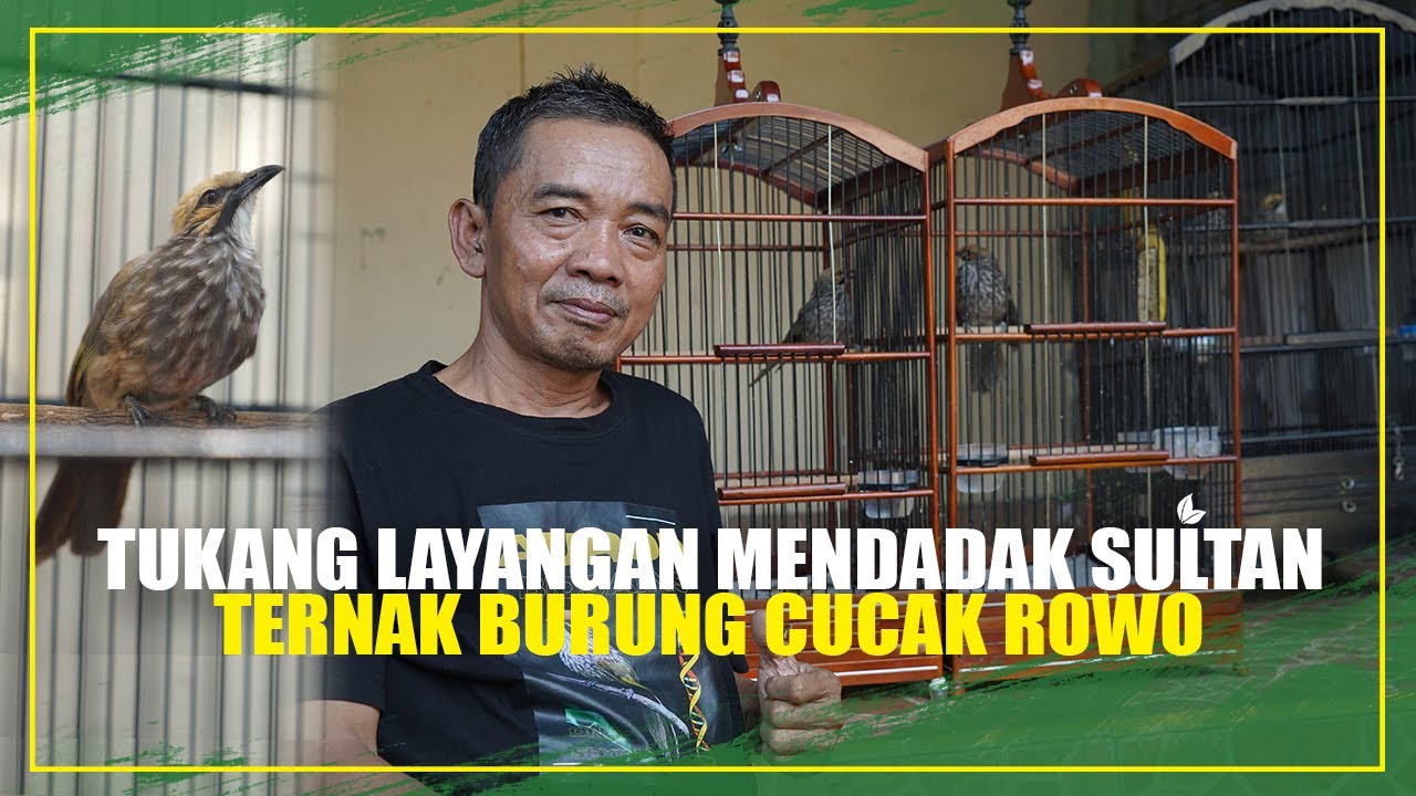 PENJUAL LAYANGAN BANTING SETIR TERNAK BURUNG SULTAN CUCAK ROWO