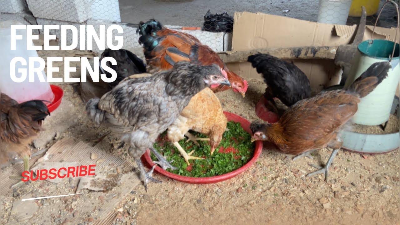 How To Reduce Cost On Feeding Ingenious Local Chickens - YouTube
