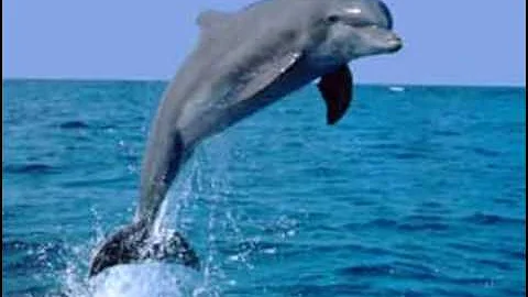 Delfini Delfinaki - Yiannis Kalantzis