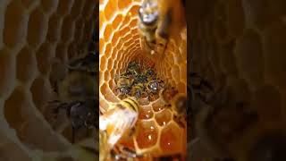 Wow, Look At This Beehive