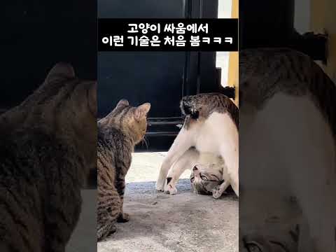 고양이 싸움에서 이런 기술은 처음 봄ㅋㅋㅋ thumbnail