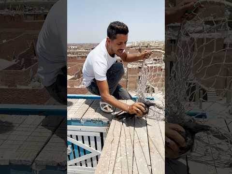 مسك غراب علي عشة الحمام