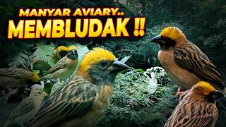 Manyar Dimanadimana Ini Kemanain Ya