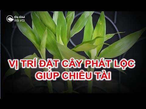 Video: Nên đặt cây pooja mandir ở đâu trong nhà?