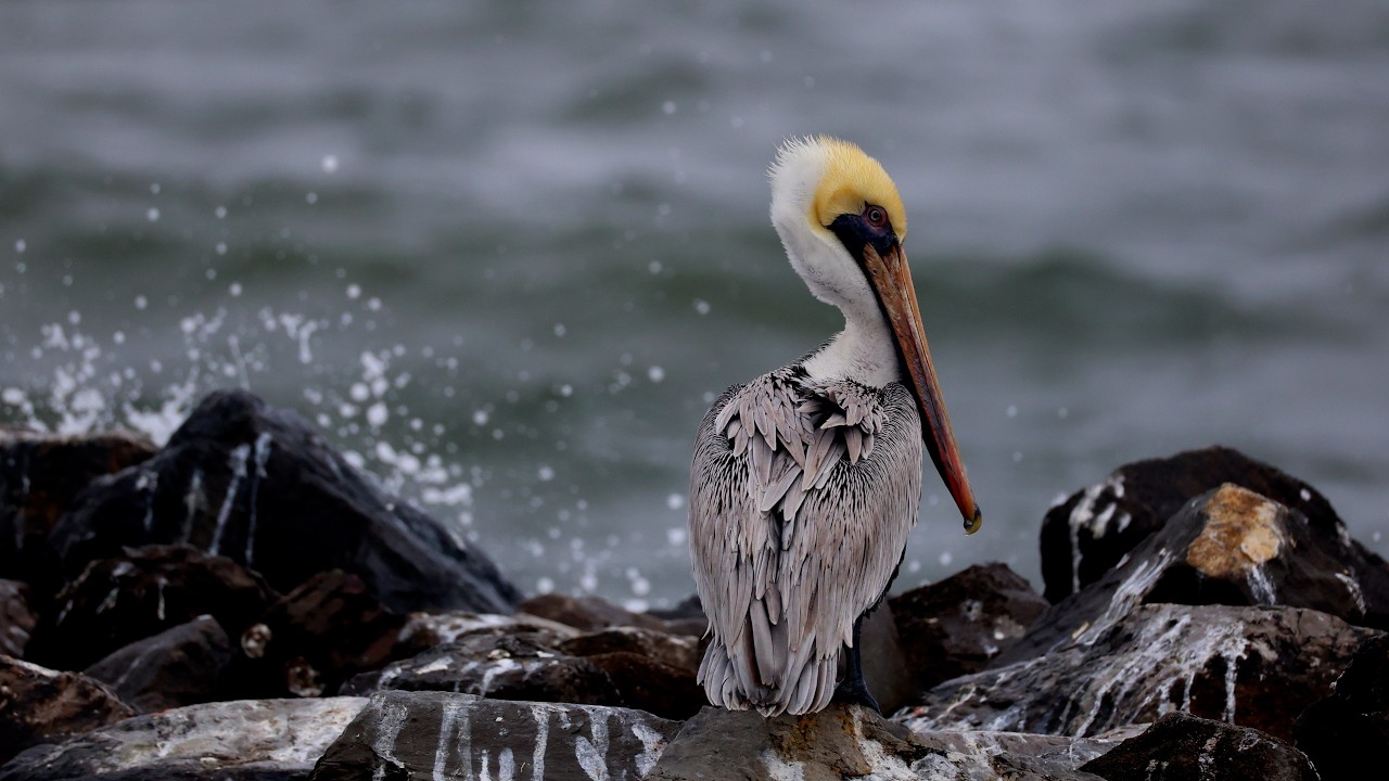 A Ridiculous Birdwatching Adventure
