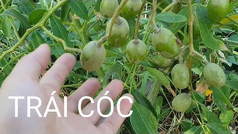 TRÁI CÓC rất giàu chất sắt và nhiều dưỡng chất có lợi cho sức khỏe