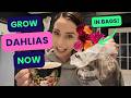 Easy Dahlia Growing In Feb - Part 2