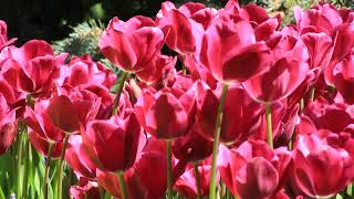 ♦  Tulips  ♦  Lâleler  ♦   İSTANBUL   ♦