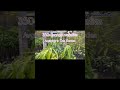 350 varieties mango plants available in one nurserymango viralshortsfeed shorts youtubeshorts