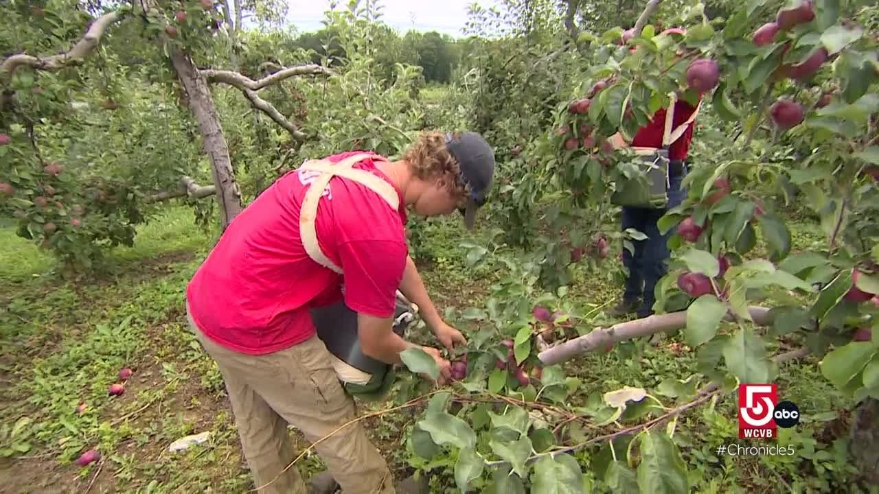 Mass. apple orchard offers unique farm-to-table dishes