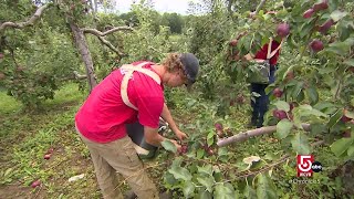 Mass. apple orchard offers unique farm-to-table dishes