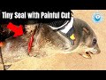 Tiny Seal with Painful Cut