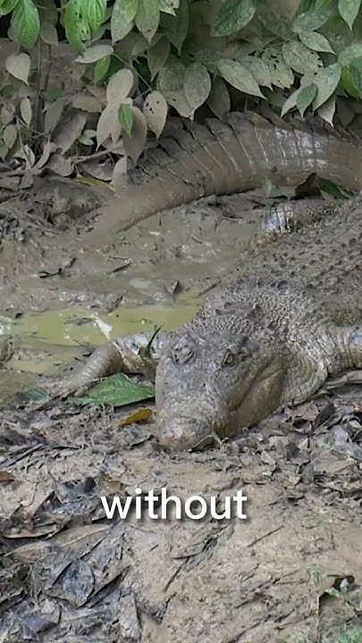 Everything YOU Need To Know About Crocodiles In 60 Seconds! 🐊 - YouTube