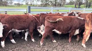 MOLESWORTH STEER 2