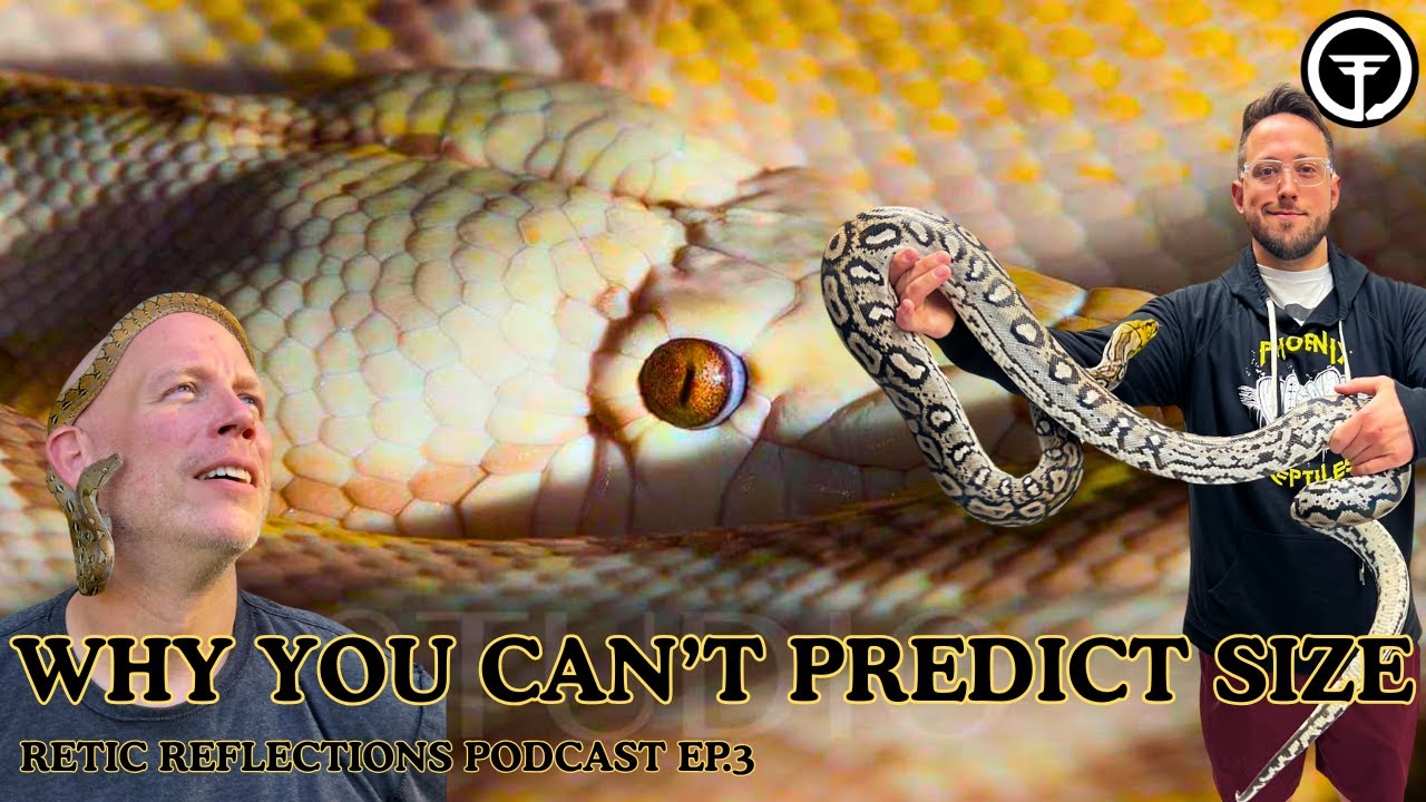 Why Retic Size Is Hard To Predict - And Why Dwarf Blood Matters | Retic ...