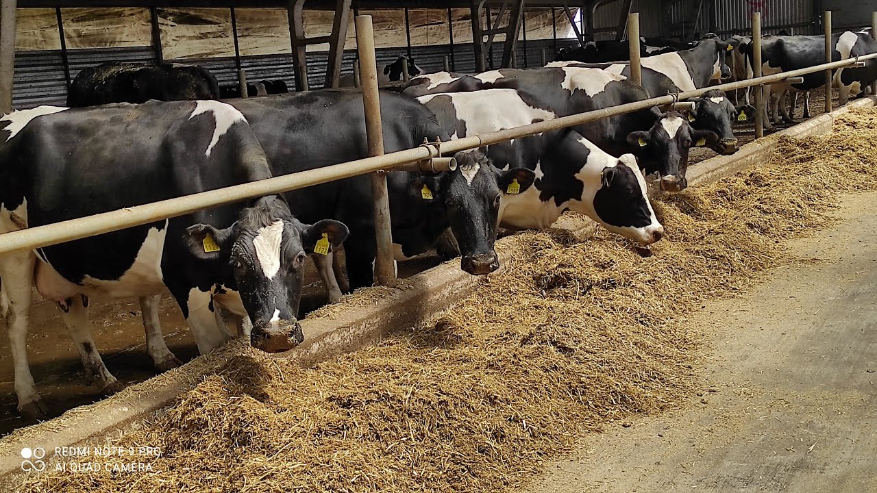 ЦІКАВА ЕКСКУРСІЯ/ФЕРМЕРСЬКЕ ГОСПОДАРСТВО/КОРОВИ ПОРОДИ ГОЛШТИН