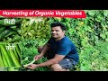 Harvesting Organic Vegetables at my Farm | मैंने फार्म पर जैविक सब्जी की कटाई किया |Funlife Abhishek
