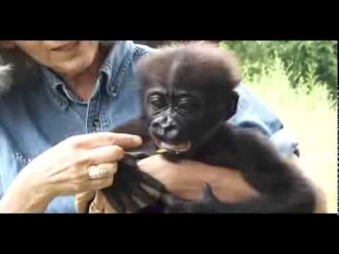 Video: Pet Scoop: Najstarejša moška Gorila 52, Happy Ending za brezdomno koalo