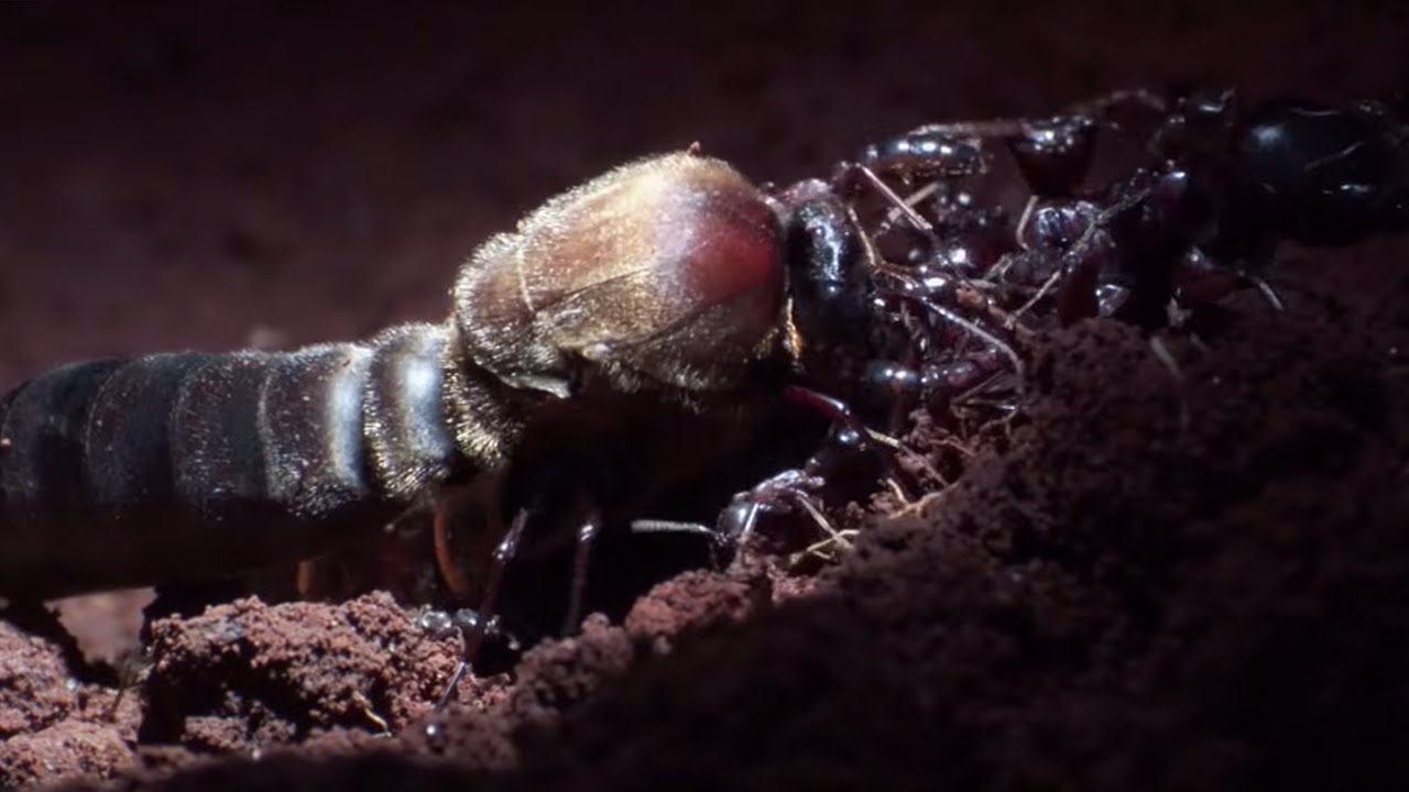 ⁣Male Ant Pulls Off Own Wing to Mate with Queen | Natural World: Ant Attack | BBC Earth
