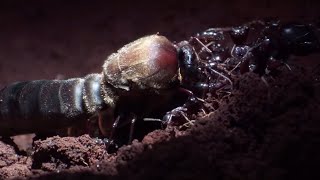 Why is this Male Ant Pulling His Own Wings Off? | Natural World: Ant Attack | BBC Earth