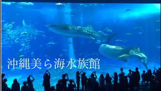 【水族館巡り】沖縄美ら海水族館/Okinawa Churaumi  Aquarium