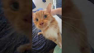 cat snores like human #cat #funnycats #cutecat