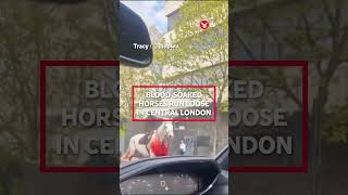 Blood-soaked Household Cavalry horses loose in central London injuring people #shorts screenshot 5