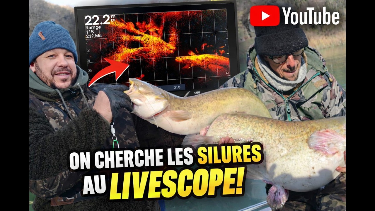 On cherche les silures au livescope