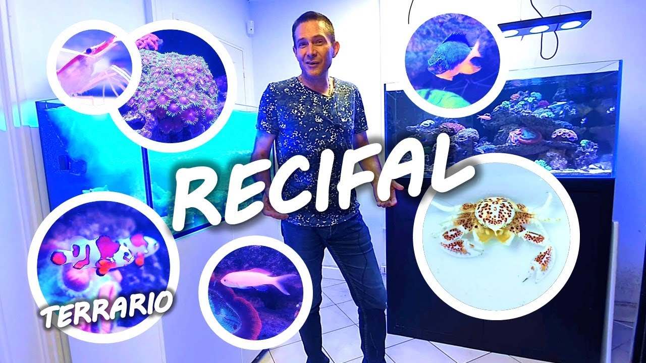 ANIMAUX POUR AQUARIUM RECIFAL chez AQUAPLANTE - 4K