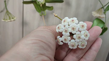 Первое цветение | ХОЙЯ ROTUNDIFLORA | 4 цветоноса!